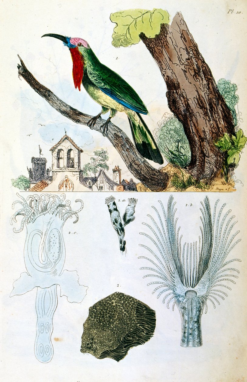 Botanische und zoologische Illustration von F. E. Guerin. Aus Dictionnaire pittoresque d