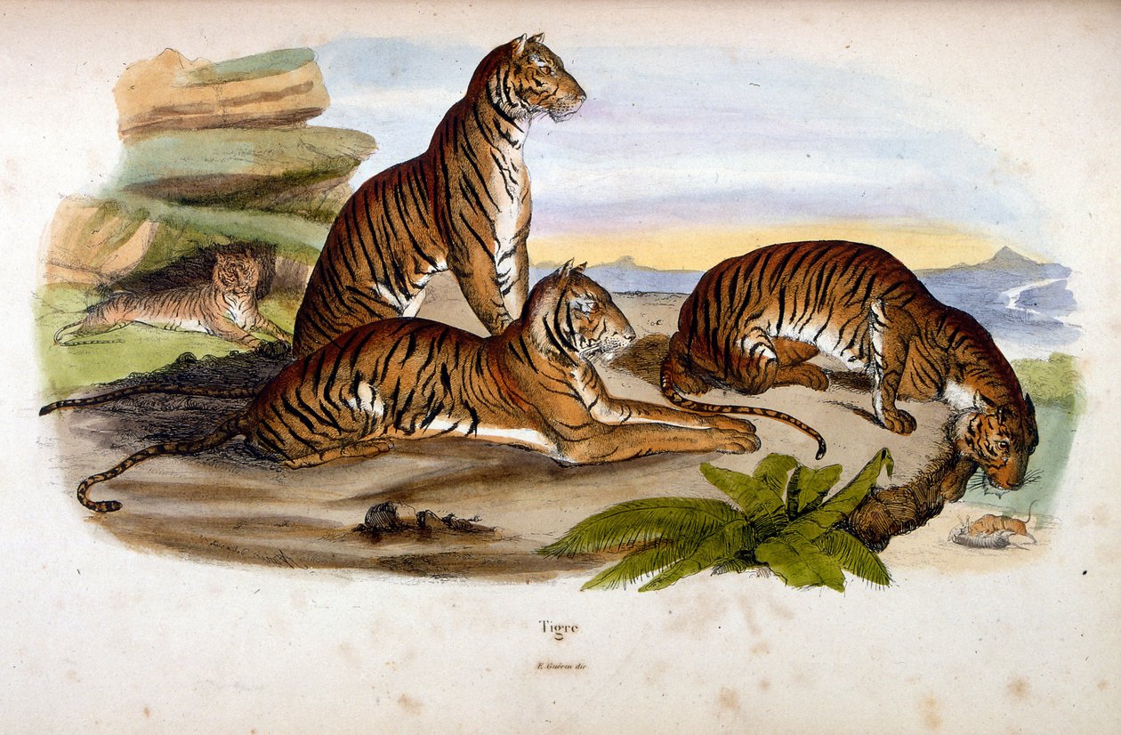 Botanische und zoologische Illustration von F. E. Guerin. Aus Dictionnaire pittoresque d