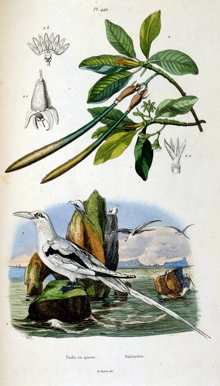Botanische und zoologische Illustration von F. E. Guerin. Aus Dictionnaire pittoresque d