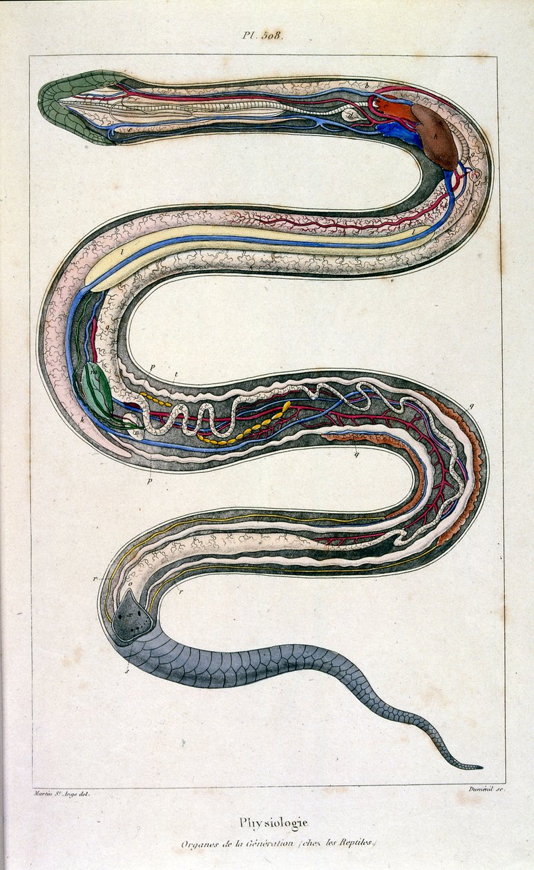 Botanische und zoologische Illustration von F. E. Guerin. Aus Dictionnaire pittoresque d