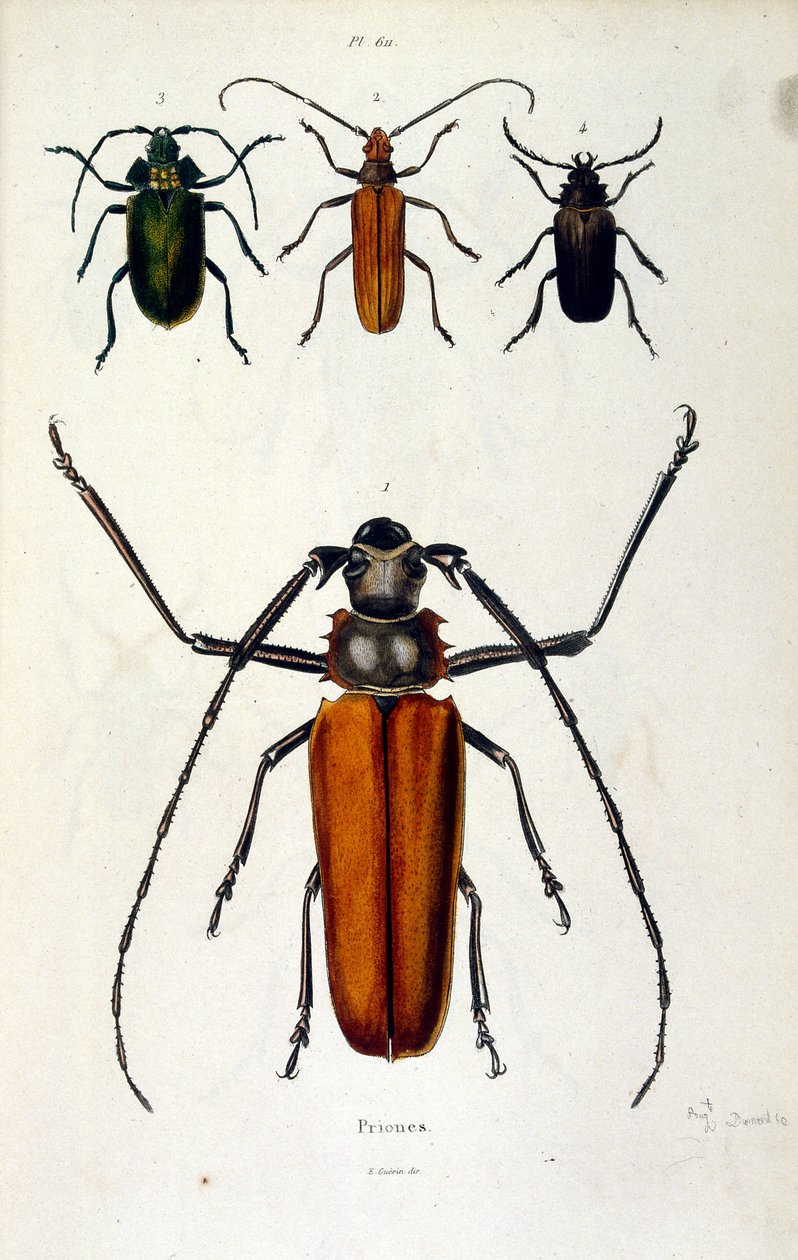 Botanische und zoologische Illustration von F. E. Guerin. Aus Dictionnaire pittoresque d