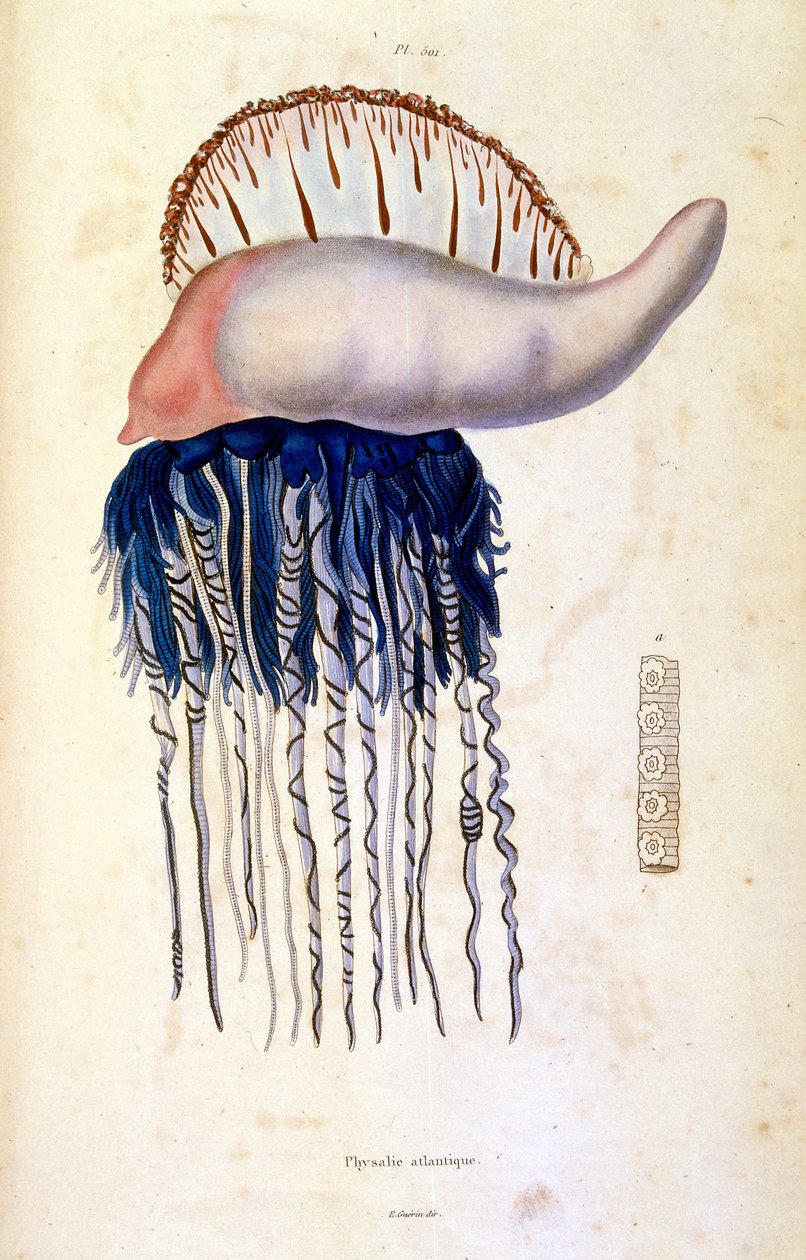 Botanische und zoologische Illustration von F. E. Guerin. Aus Dictionnaire pittoresque d