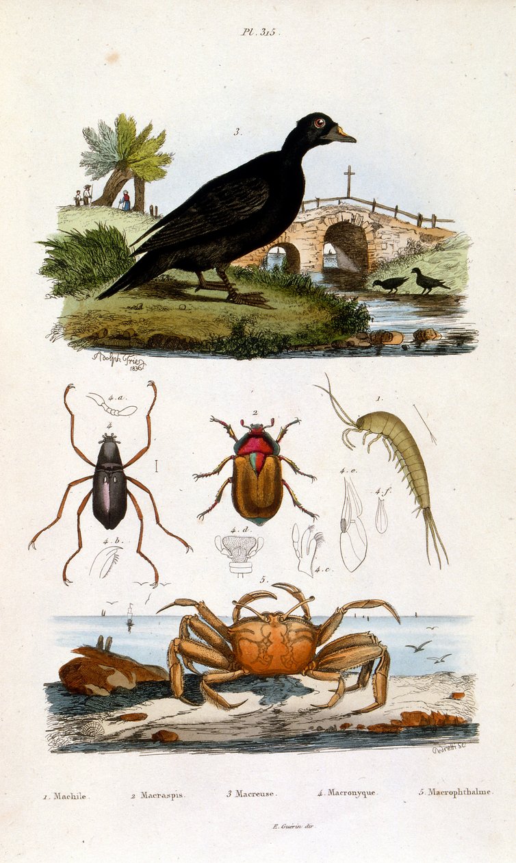 Botanische und zoologische Illustration von F. E. Guerin. Aus Dictionnaire pittoresque d