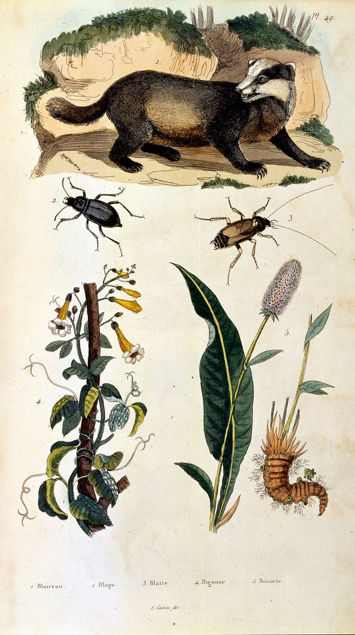 Botanische und zoologische Illustration von F. E. Guerin. Aus Dictionnaire pittoresque d