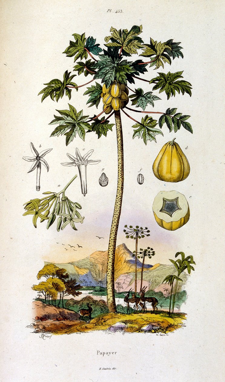 Botanische und zoologische Illustration von F. E. Guerin. Aus Dictionnaire pittoresque d