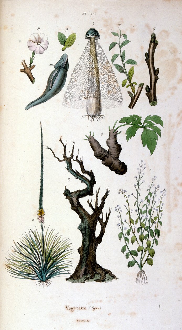 Botanische und zoologische Illustration von F. E. Guerin. Aus Dictionnaire pittoresque d