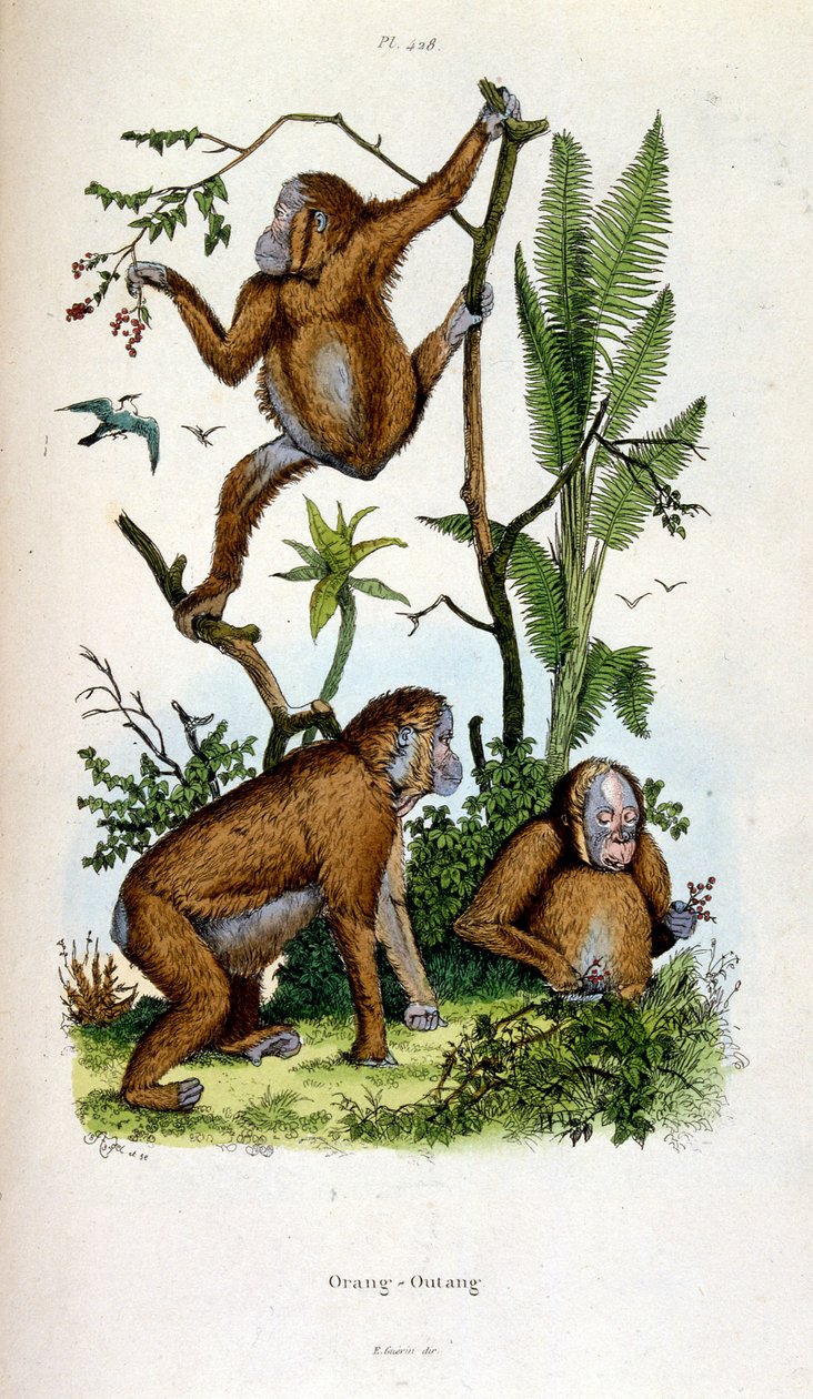 Botanische und zoologische Illustration von F. E. Guerin. Aus Dictionnaire pittoresque d