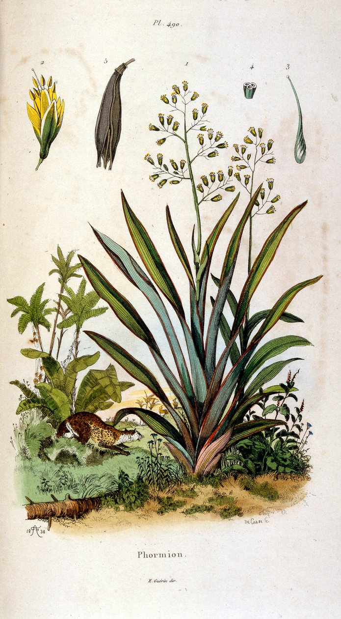 Botanische und zoologische Illustration von F. E. Guerin. Aus Dictionnaire pittoresque d