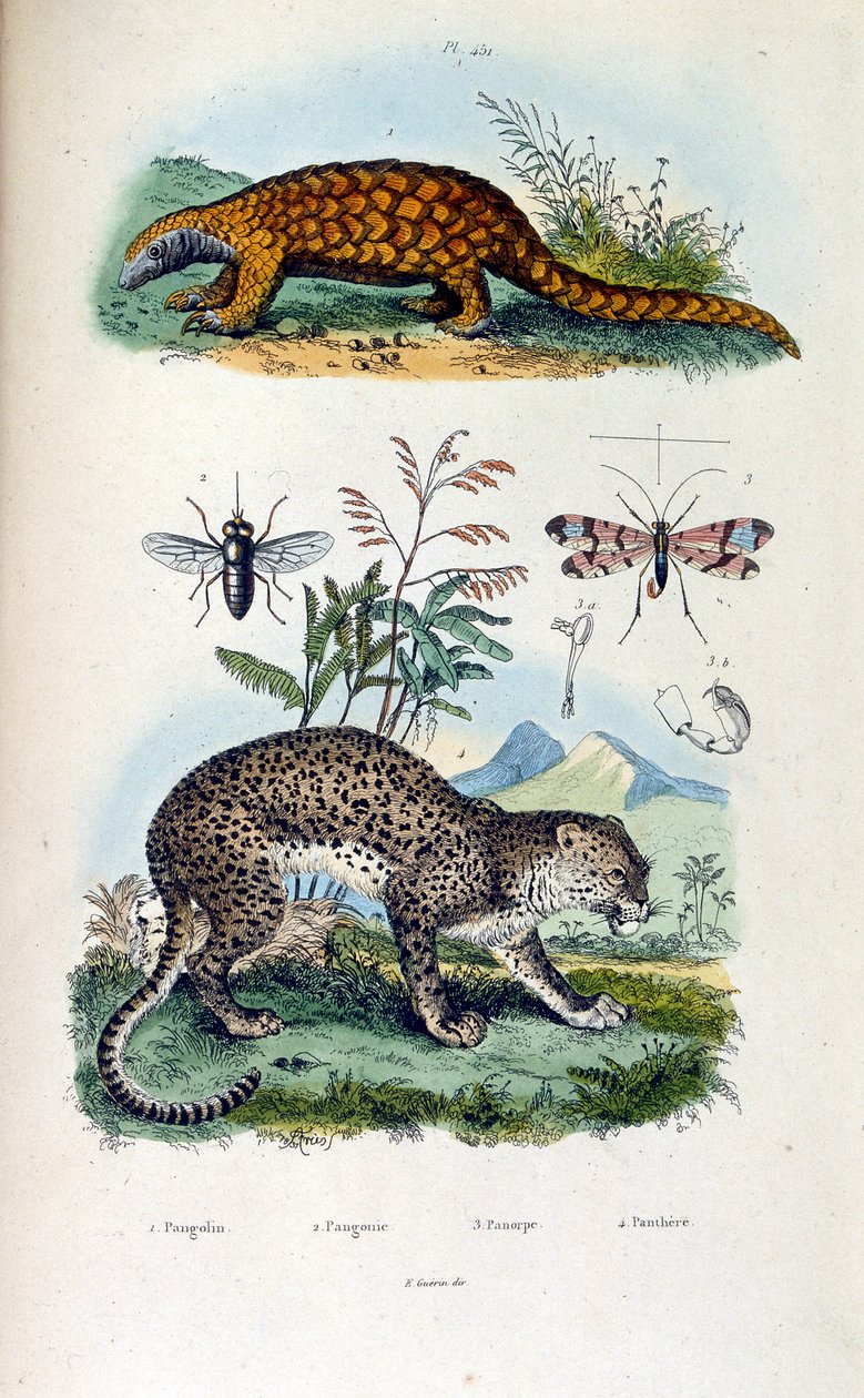 Botanische und zoologische Illustration von F. E. Guerin. Aus Dictionnaire pittoresque d