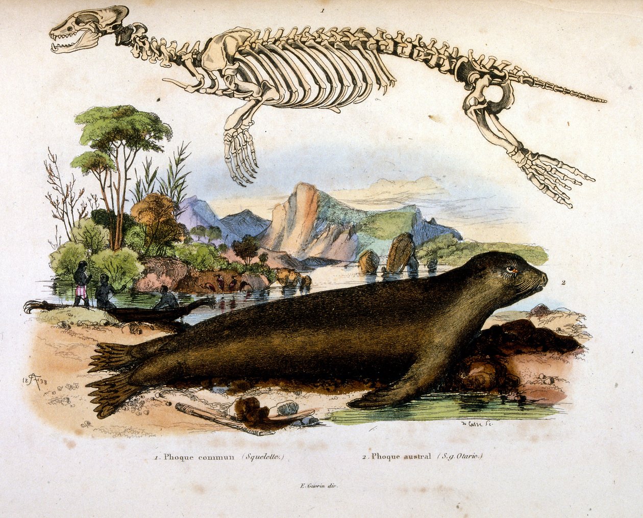 Botanische und zoologische Illustration von F. E. Guerin. Aus Dictionnaire pittoresque d