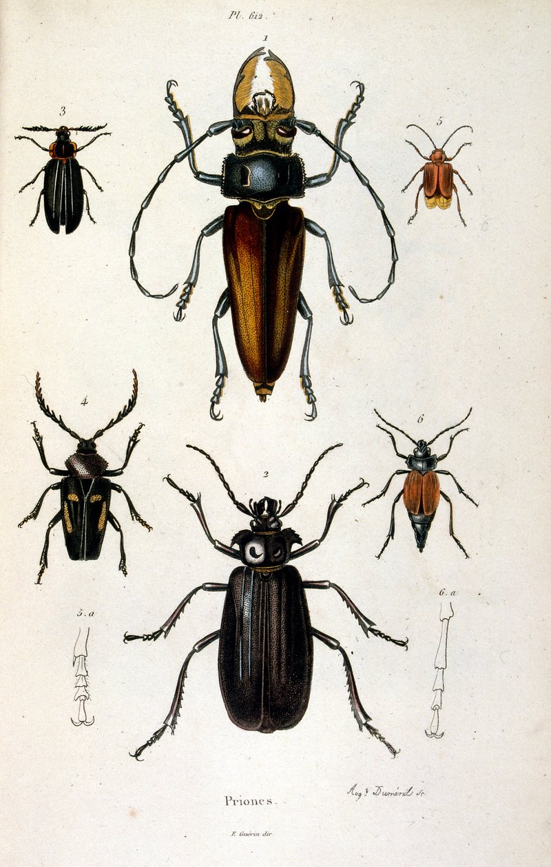 Botanische und zoologische Illustration von F. E. Guerin. Aus Dictionnaire pittoresque d