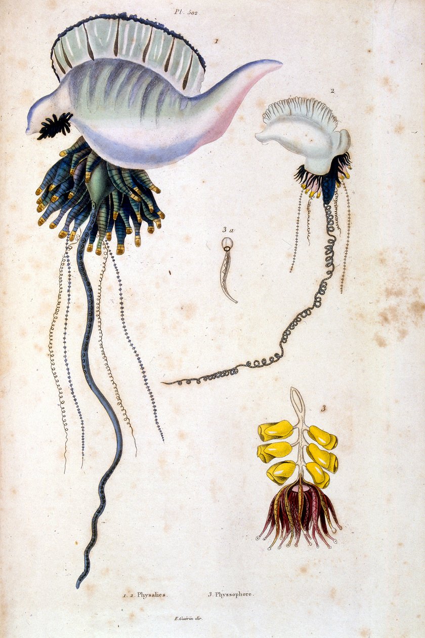 Botanische und zoologische Illustration von F. E. Guerin. Aus Dictionnaire pittoresque d