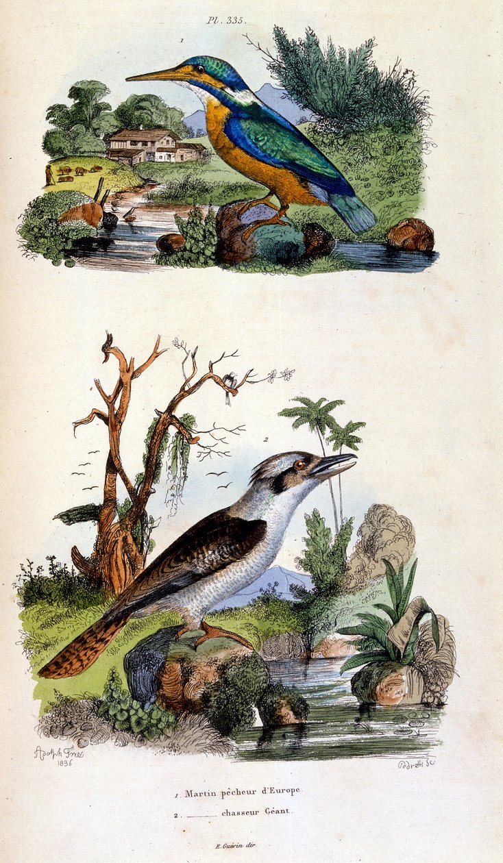 Botanische und zoologische Illustration von F. E. Guerin. Aus Dictionnaire pittoresque d