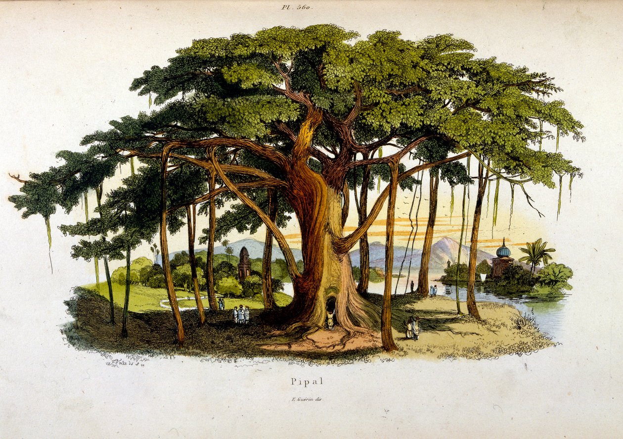 Botanische und zoologische Illustration von F. E. Guerin. Aus Dictionnaire pittoresque d
