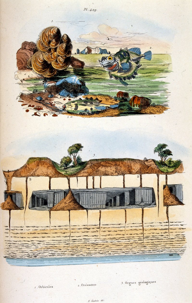 Botanische und zoologische Illustration von F. E. Guerin. Aus Dictionnaire pittoresque d