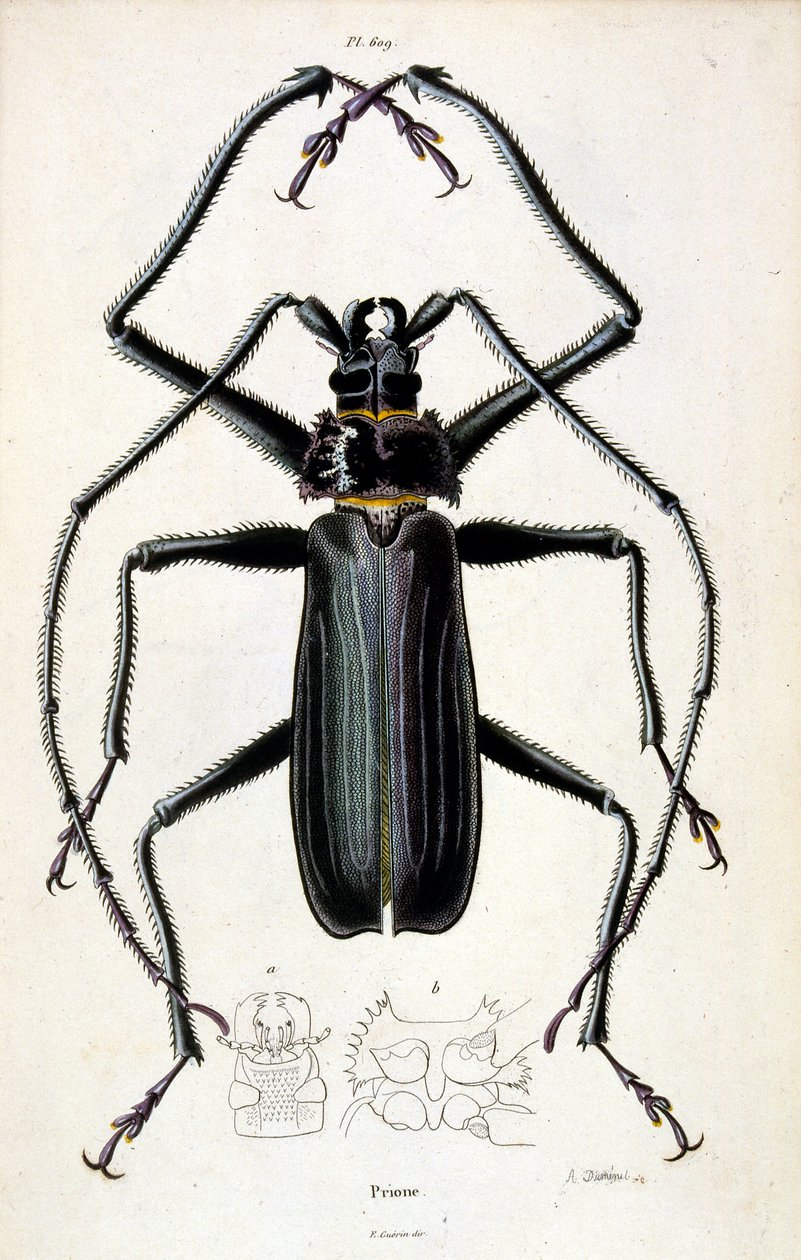 Botanische und zoologische Illustration von F. E. Guerin. Aus Dictionnaire pittoresque d