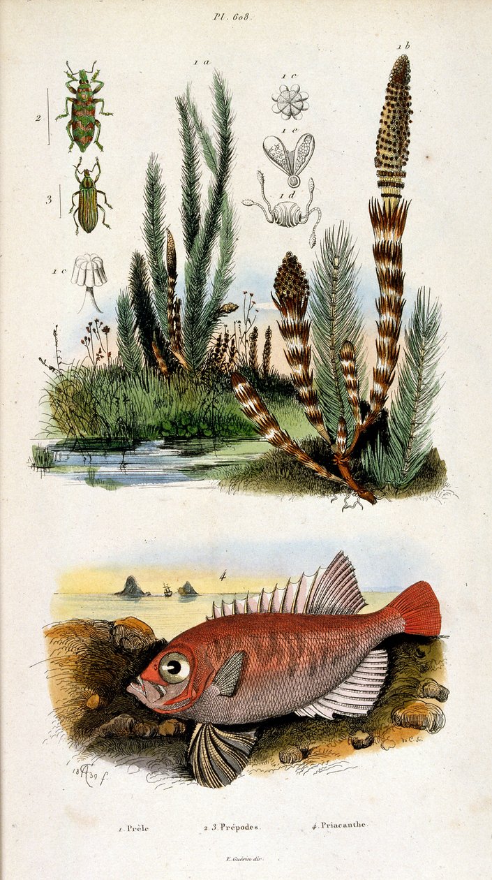 Botanische und zoologische Illustration von F. E. Guerin. Aus Dictionnaire pittoresque d