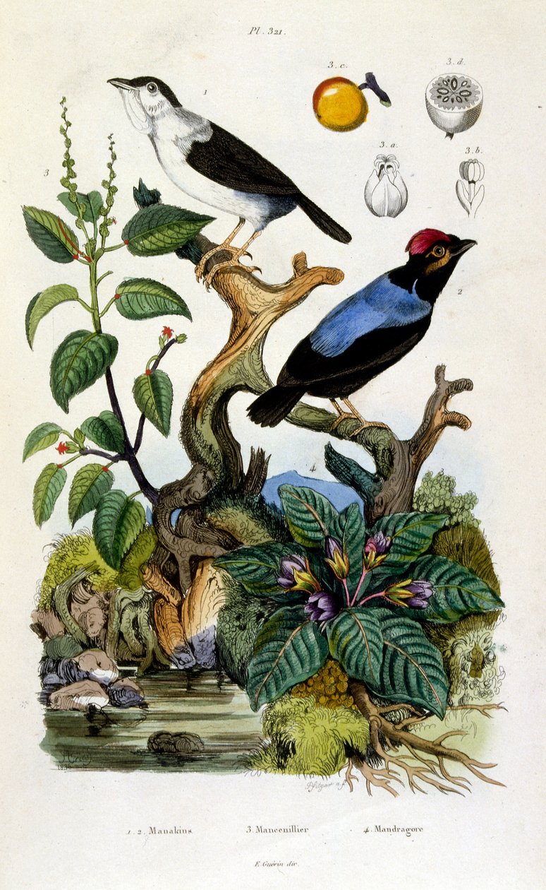 Botanische und zoologische Illustration von F. E. Guerin. Aus Dictionnaire pittoresque d
