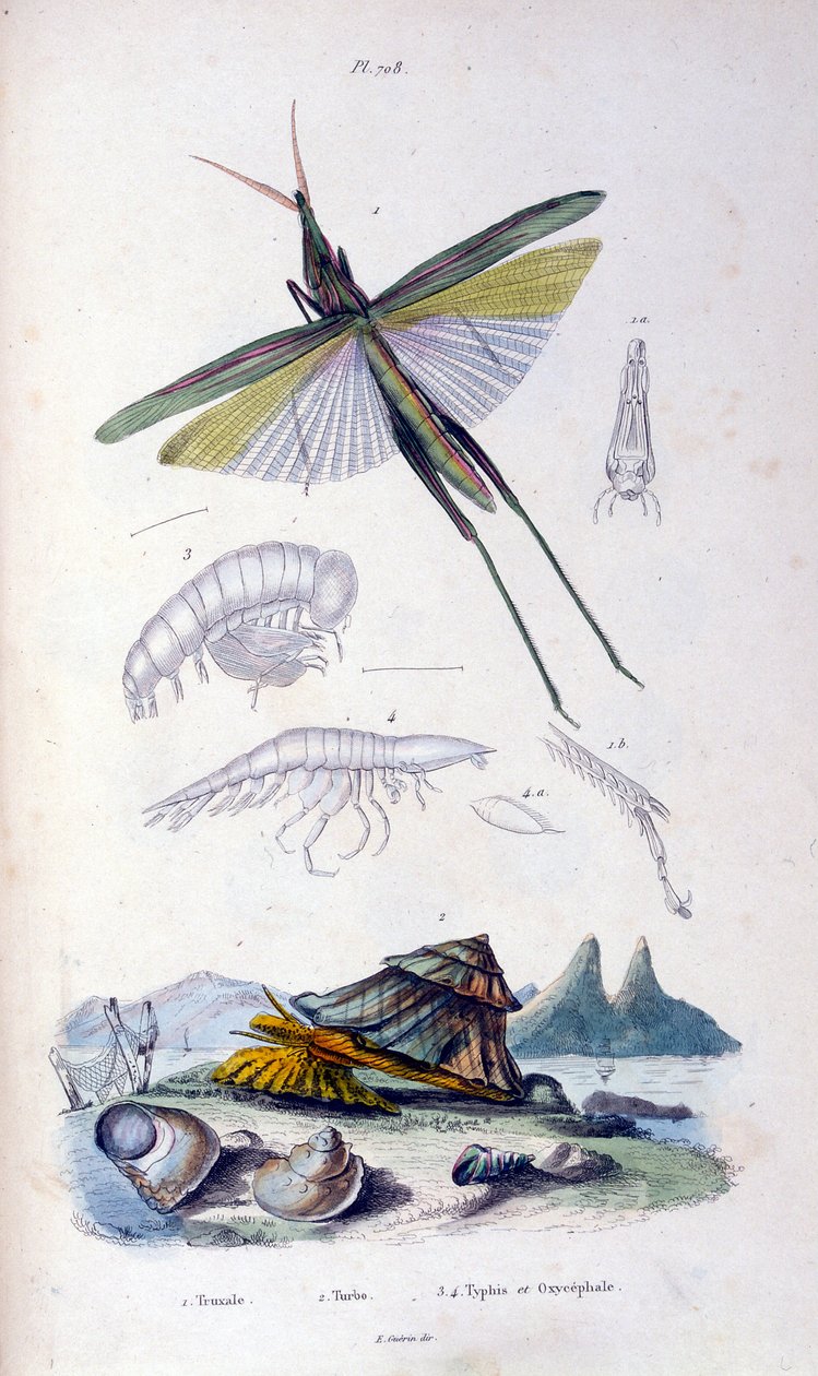 Botanische und zoologische Illustration von F. E. Guerin. Aus Dictionnaire pittoresque d