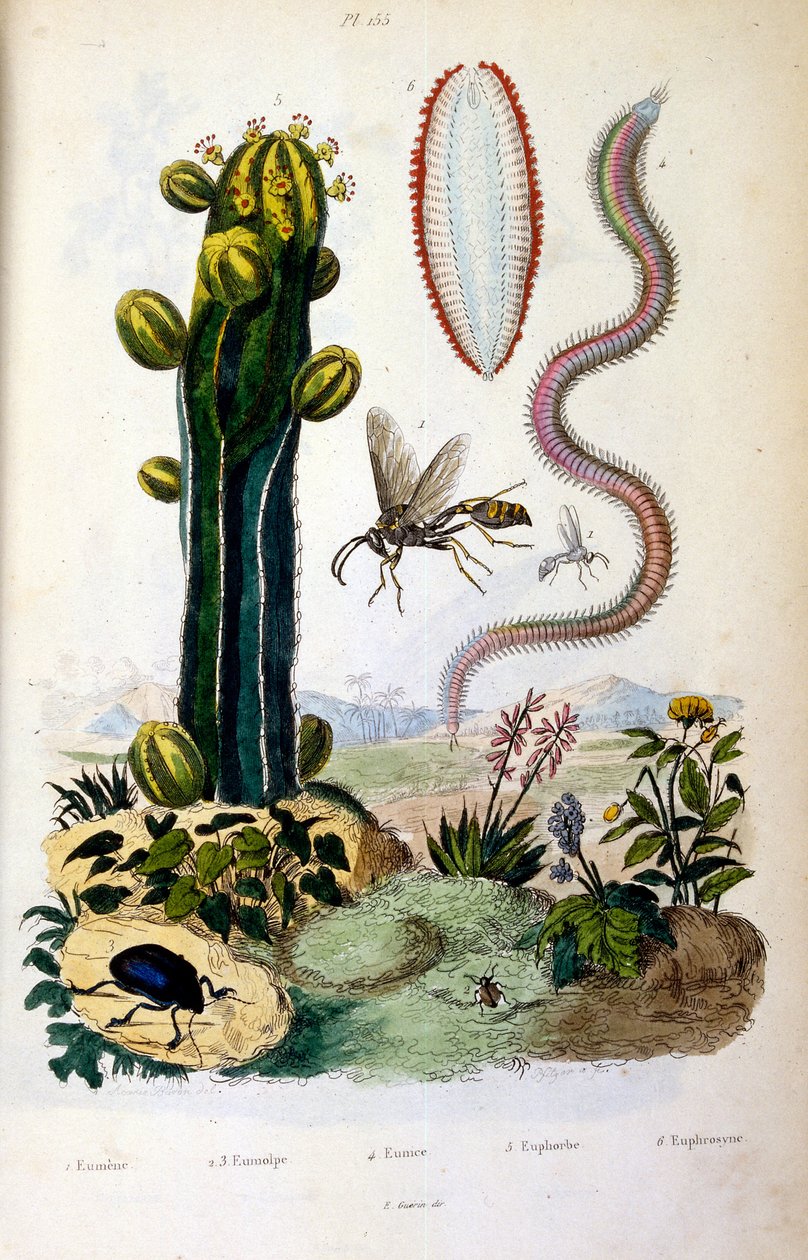 Botanische und zoologische Illustration von F. E. Guerin. Aus Dictionnaire pittoresque d
