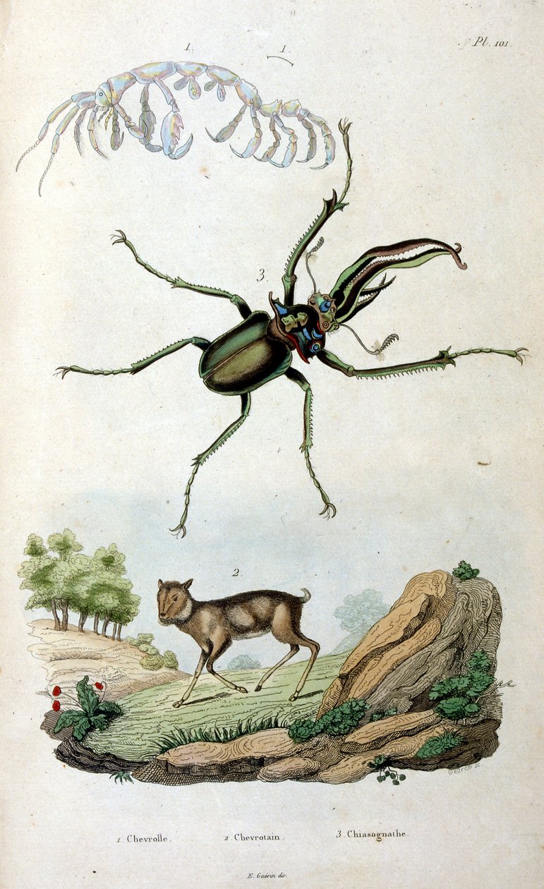 Botanische und zoologische Illustration von F. E. Guerin. Aus Dictionnaire pittoresque d