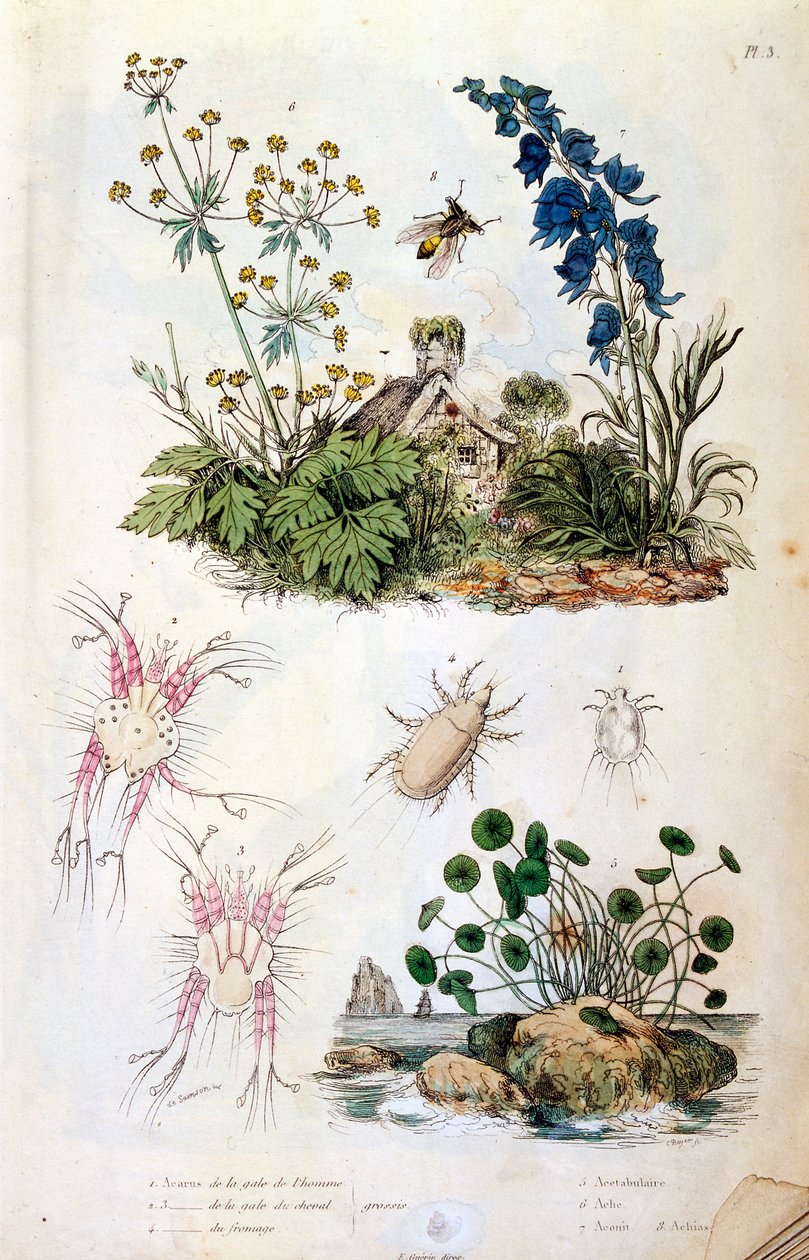 Botanische und zoologische Illustration von F. E. Guerin. Aus Dictionnaire pittoresque d