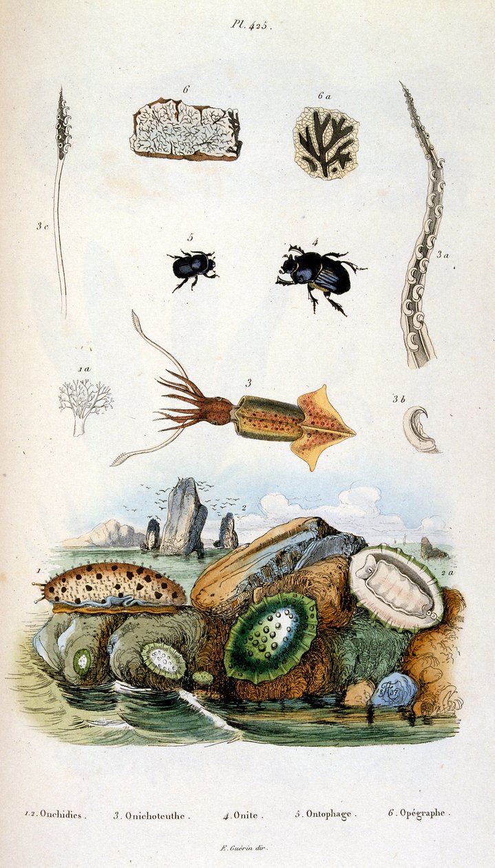 Botanische und zoologische Illustration von F. E. Guerin. Aus Dictionnaire pittoresque d