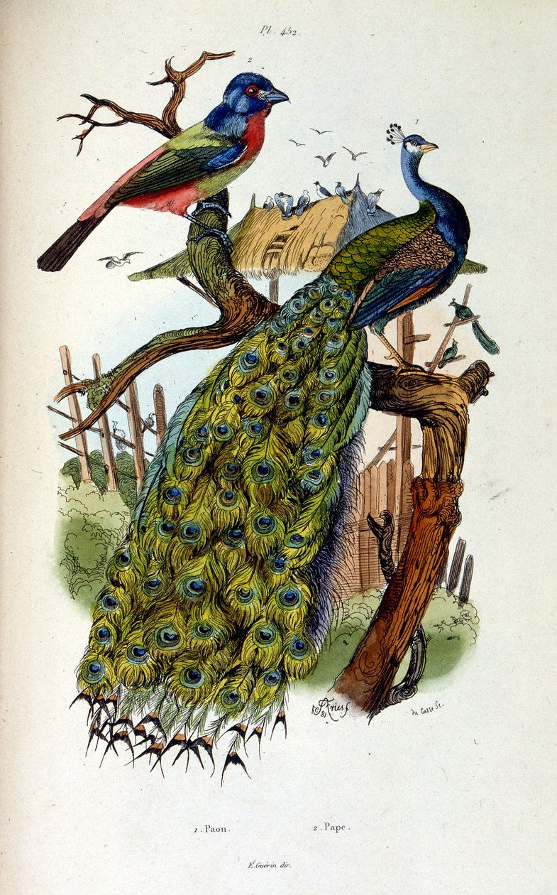 Botanische und zoologische Illustration von F. E. Guerin. Aus Dictionnaire pittoresque d