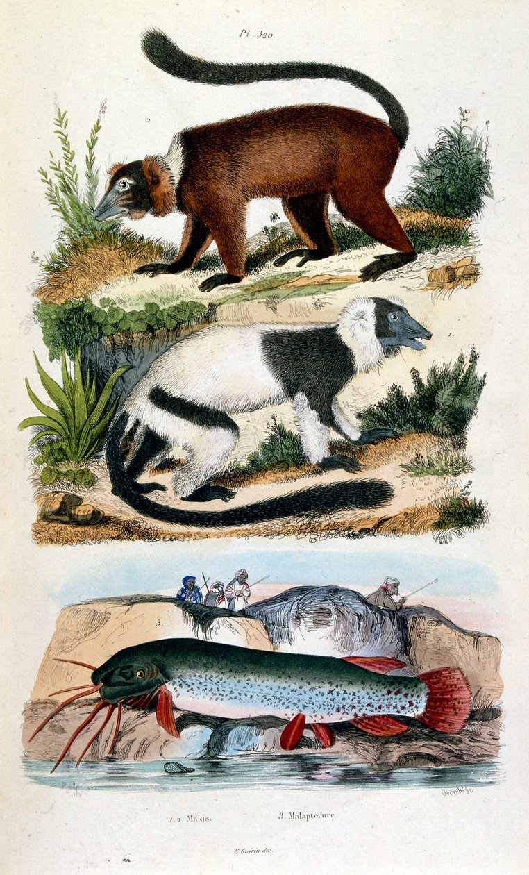 Botanische und zoologische Illustration von F. E. Guerin. Aus Dictionnaire pittoresque d