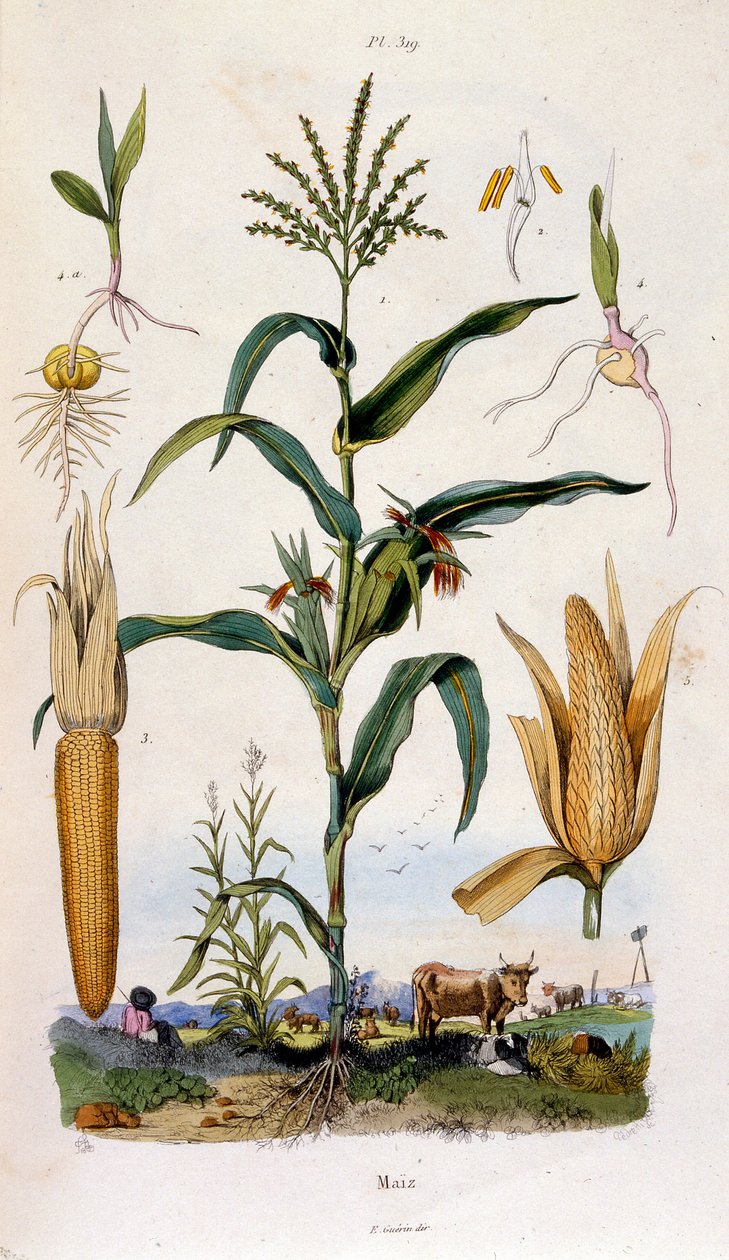 Botanische und zoologische Illustration von F. E. Guerin. Aus Dictionnaire pittoresque d