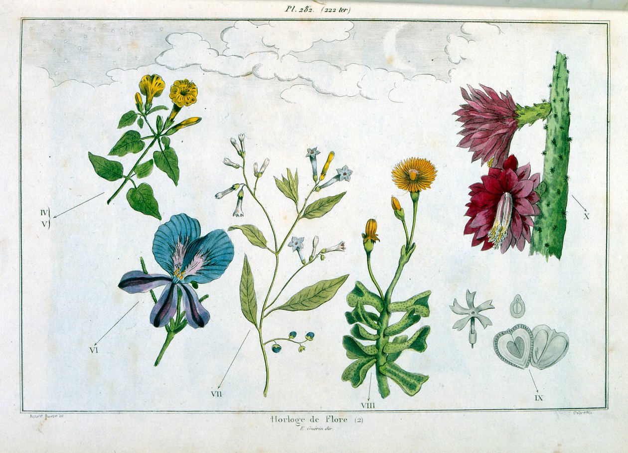 Botanische Illustration von F. E. Guerin. Aus Dictionnaire pittoresque d