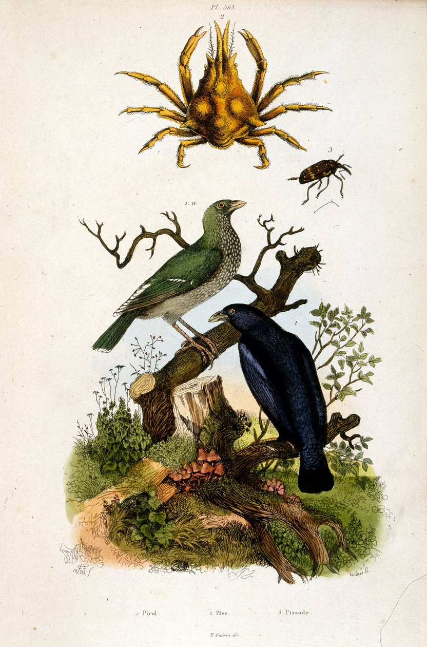Botanische Illustration von F. E. Guerin. Aus Dictionnaire pittoresque d