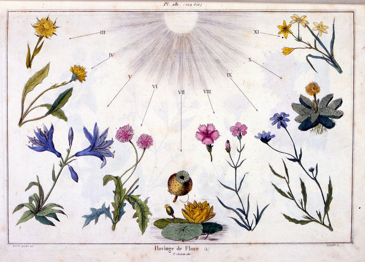 Botanische Illustration von F. E. Guerin. Aus Dictionnaire pittoresque d