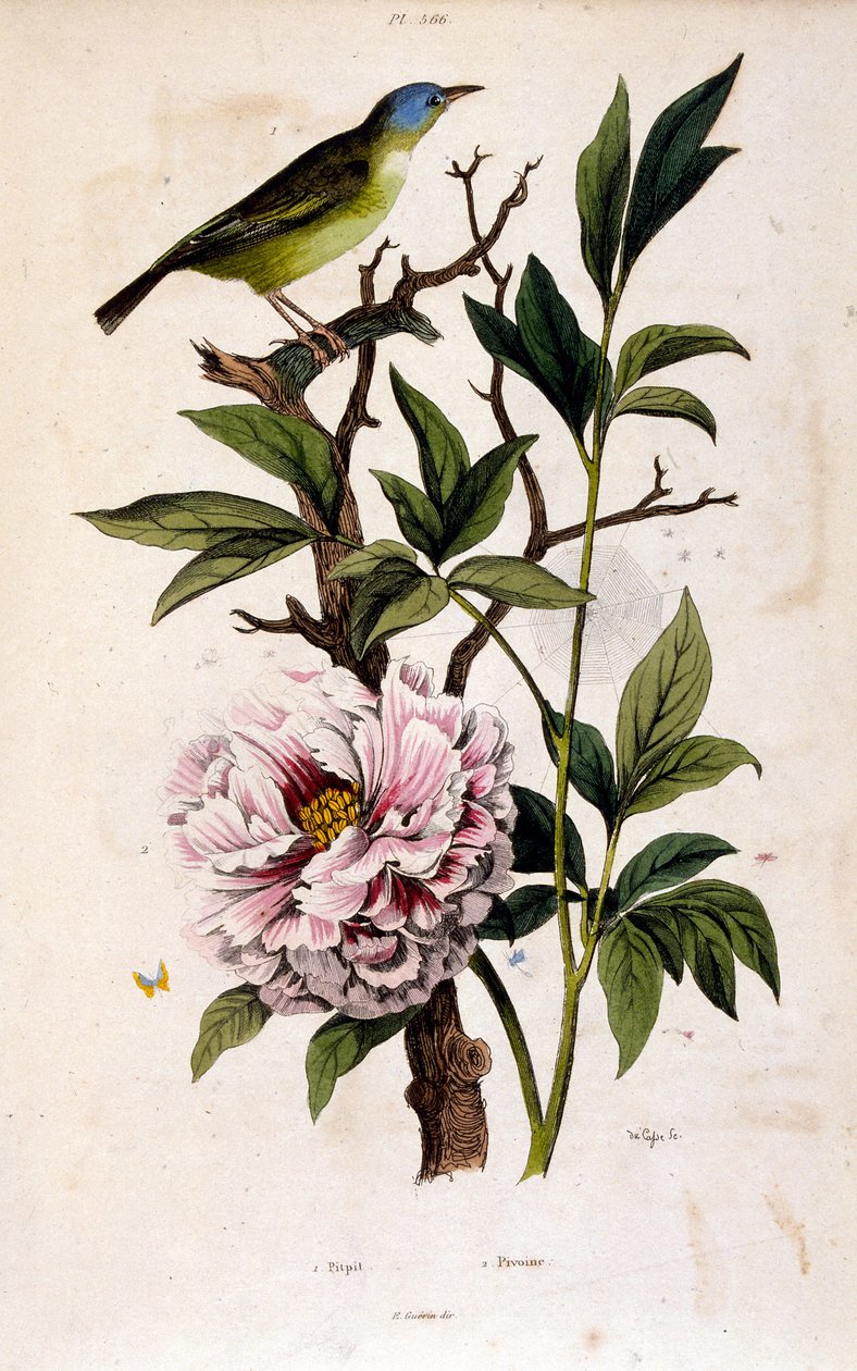 Botanische Illustration von F. E. Guerin. Aus Dictionnaire pittoresque d