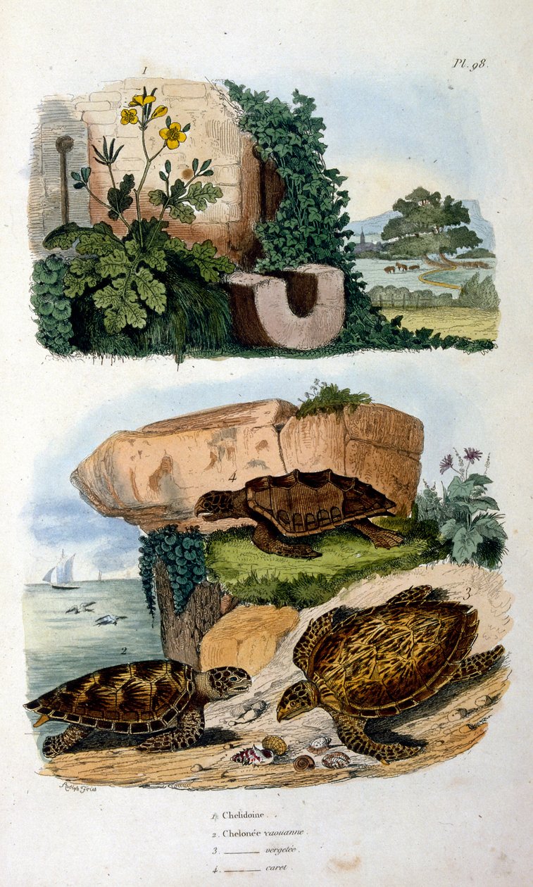 Schildkröten von Felix-Edouard Guerin