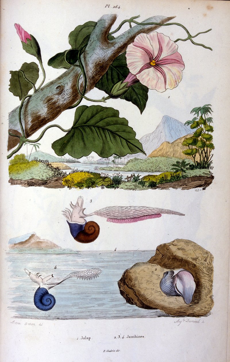 Wasserschnecke von Felix-Edouard Guerin