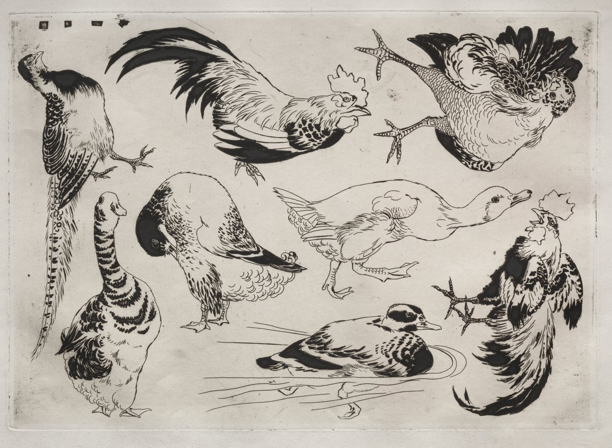 Tafelservice (Rousseau-Service): Hähne, Enten usw. (Nr. 13) von Felix Bracquemond