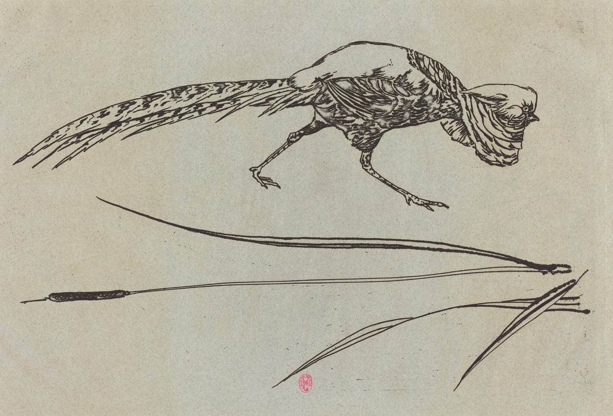 Fasan von Felix Bracquemond