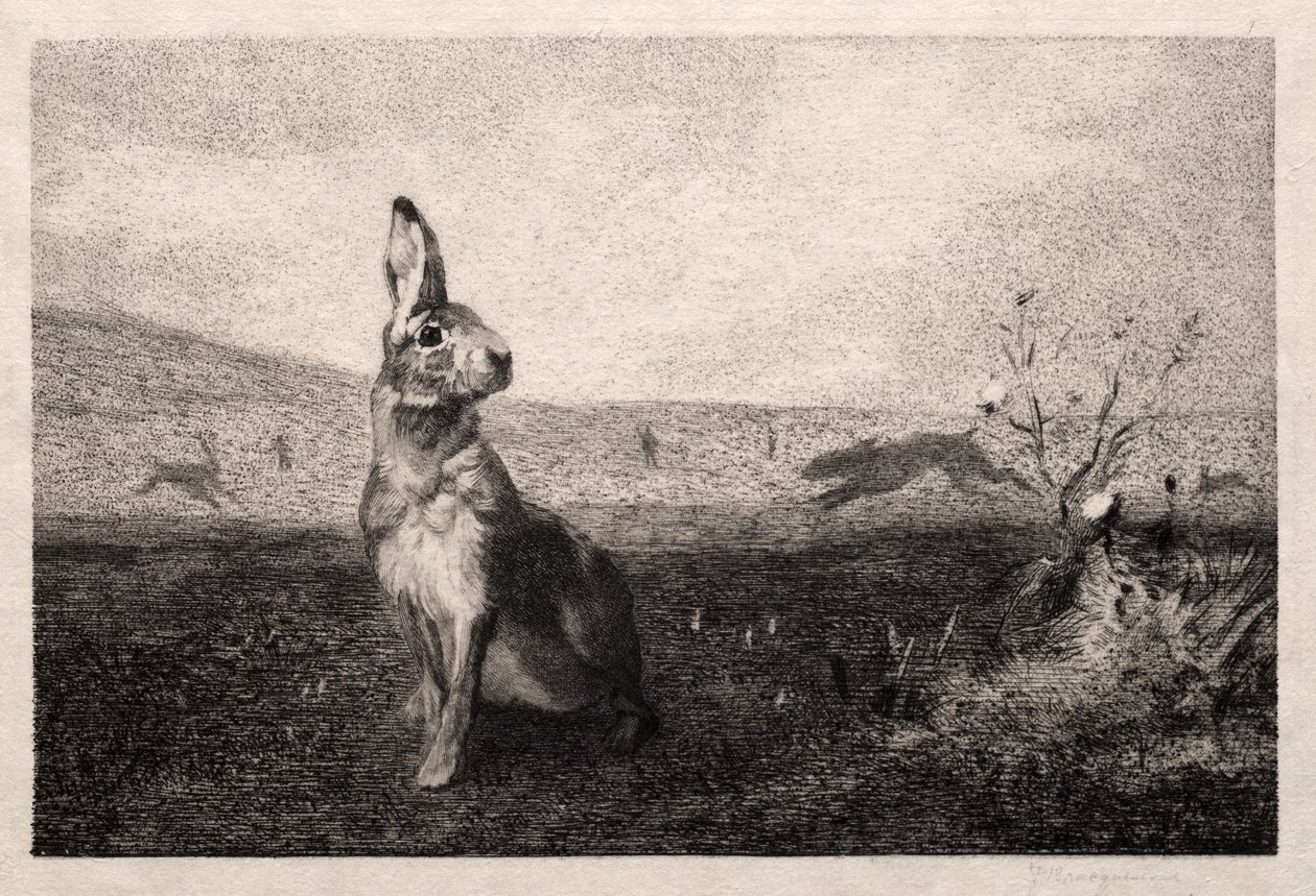 Der Hase (nach A. de Balleroy) von Felix Bracquemond