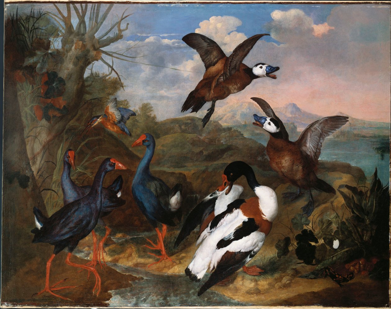 Brandgänse und andere Vögel in einer Landschaft, 1720 von Ferdinand Phillip de Hamilton