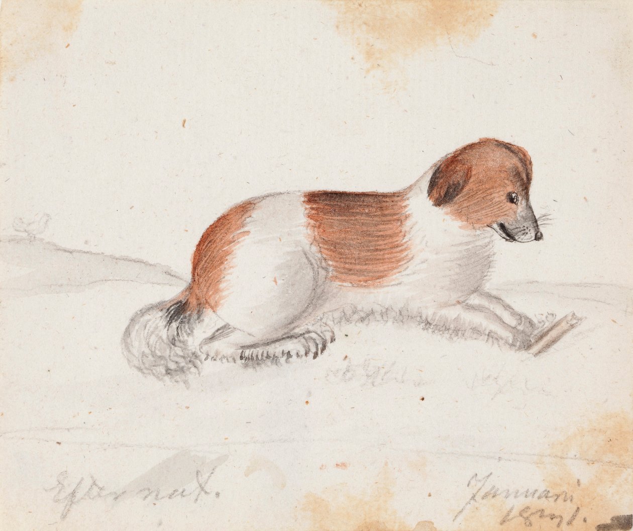 Hund von Ferdinand von Wright