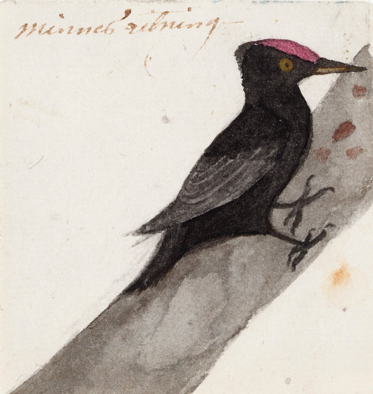 Der große Schwarzspecht von Ferdinand von Wright
