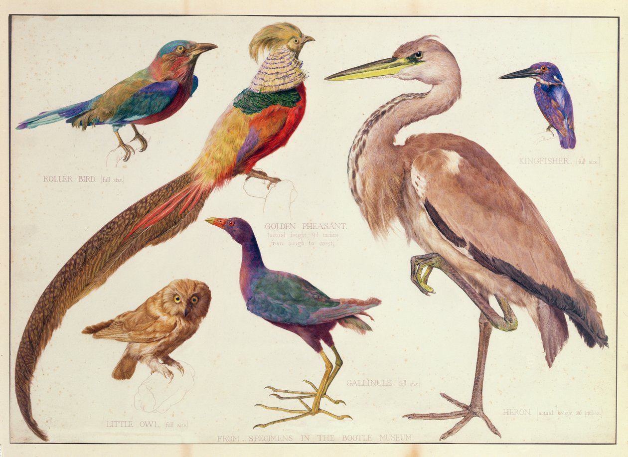 Studien von Vögeln aus dem Bootle Museum, Liverpool von Florence Emily Bark