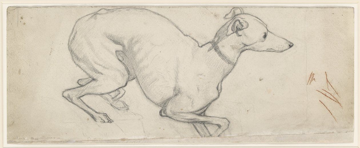 Studie eines Windhundes von Ford Madox Brown