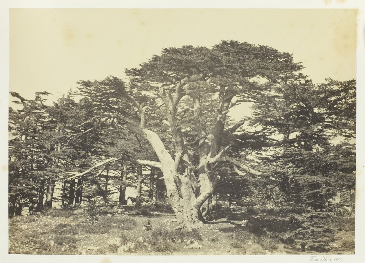 Der größte der Zedern, Berg Libanon, 1857 von Francis Frith