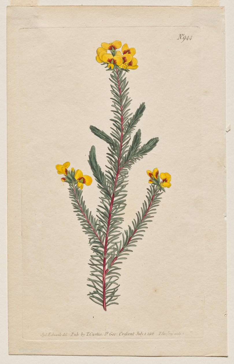 Das Botanische Magazin oder Blumengarten: Tafel 944, Dillwynia Glaberrima. Glattblättrige Dillwynnia. [Dillwynia ericifolia gaberrima] von Francis Sansom