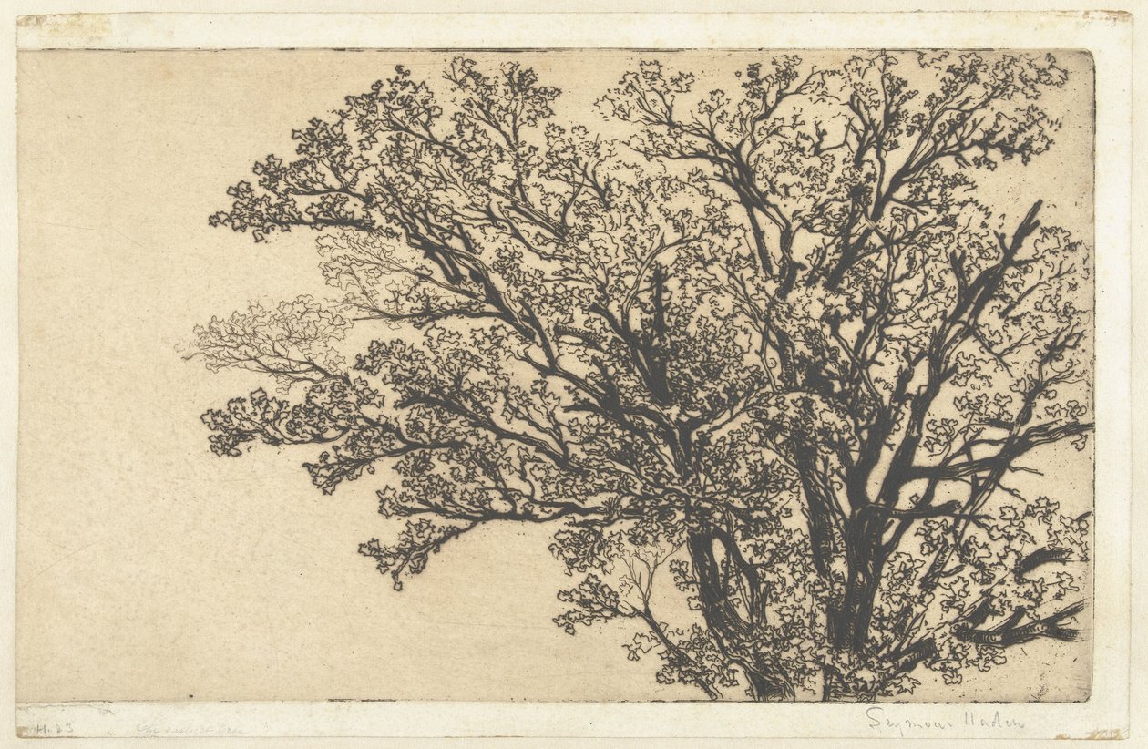 Krone eines Baumes von Francis Seymour Haden (Sir) (signed by artist)