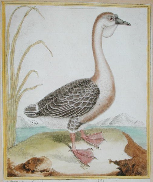 Perlhuhn, aus 