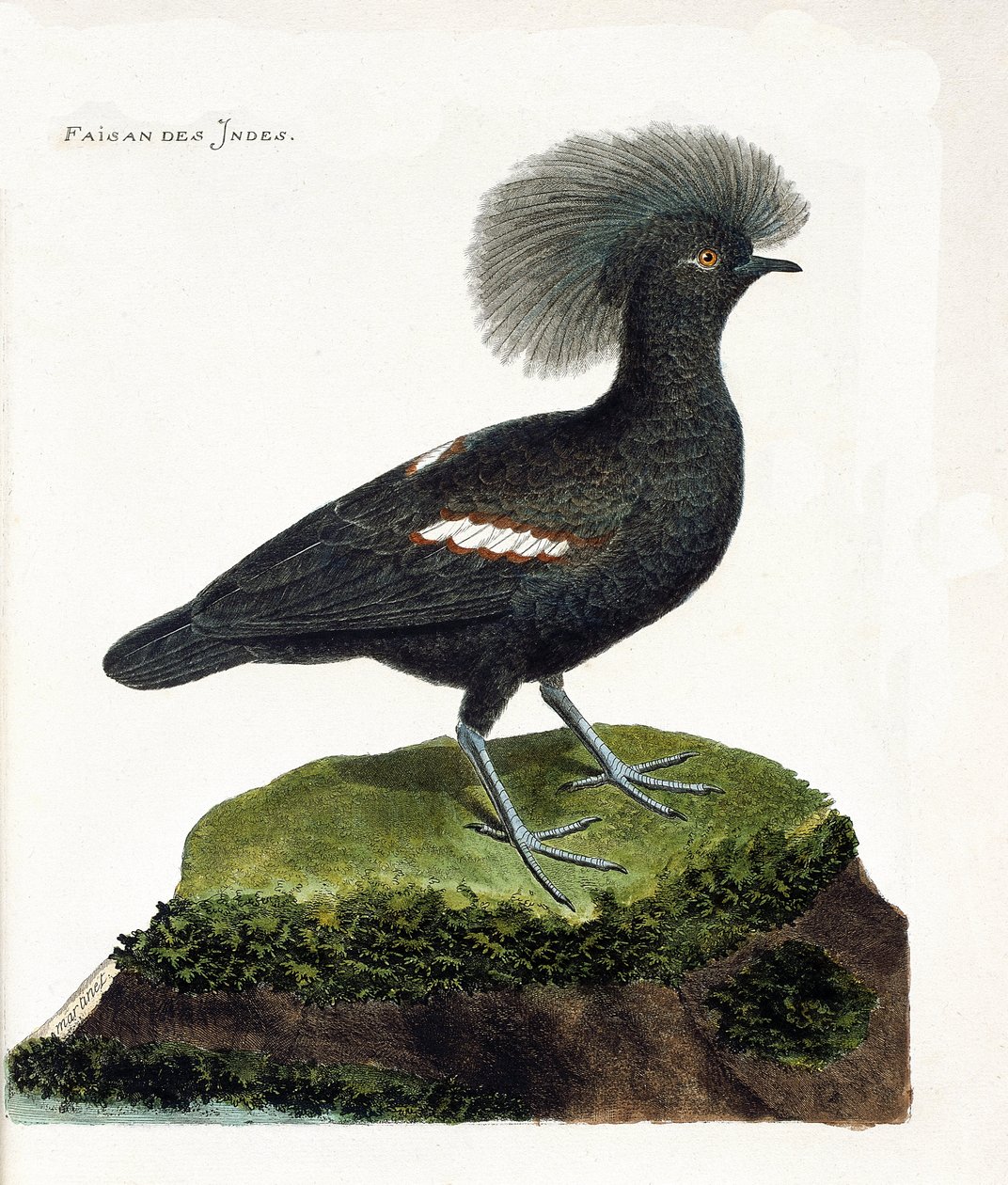 Zoologische Tafel (Ornithologie): Der Fasan von Indien (Goura-Krone oder Goura cristata). Illustration in „Die Geschichte der Vögel, gemalt in ihren erscheinenden und empfindlichen Aspekten“ von Francois Nicolas Martinet (1731-1800). Private Sammlung. von Francois Nicolas Martinet