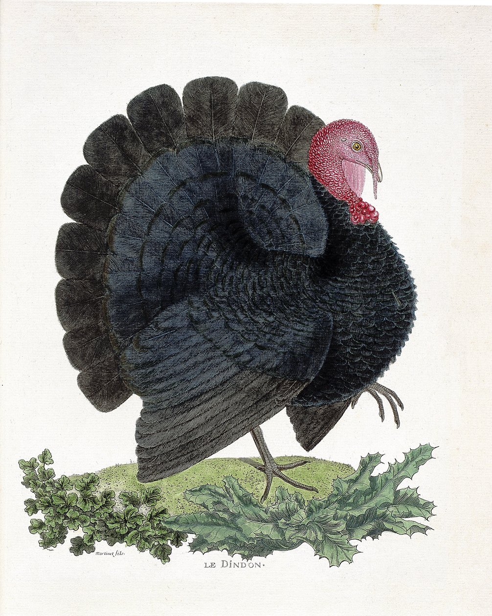 Zoologische Tafel (Ornithologie): Truthahn (Haustruthahn oder Melaeagris gallopavo). Illustration in „Die Geschichte der Vögel, gemalt in ihren erscheinenden und empfindlichen Aspekten“ von Francois Nicolas Martinet (1731-1800) (Gravur) von Francois Nicolas Martinet